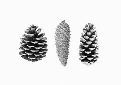 Pine Cone Study