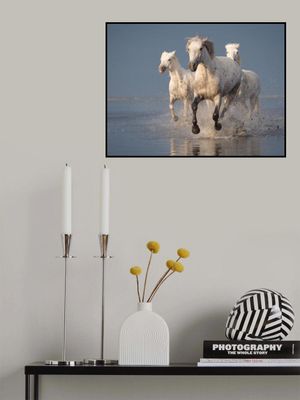 Camargue horses on sunset