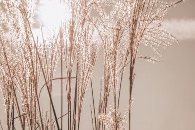 Sunlight Grass Waves