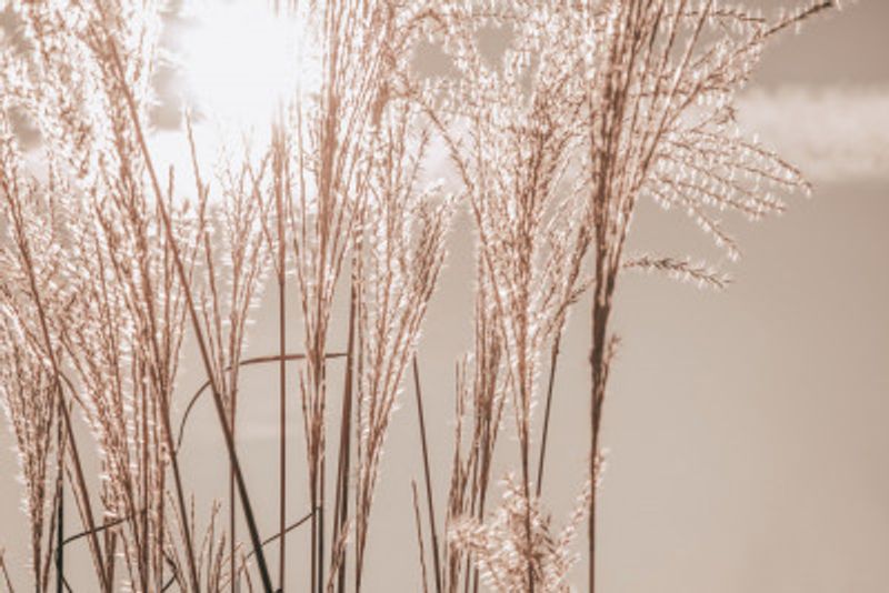 Sunlight Grass Waves