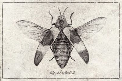 Intricate Insect Sketch