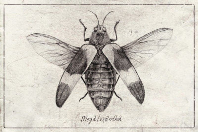 Intricate Insect Sketch