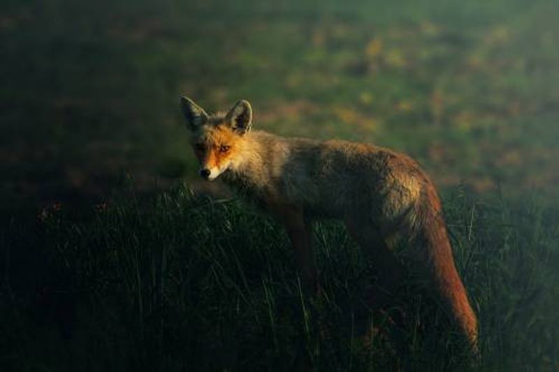 Mr.Fox