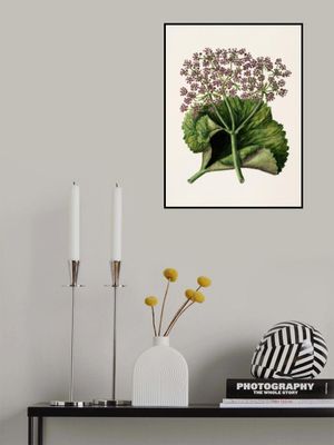 Antique Plant Ii Drawn By Sarah Featon (1848–1927)