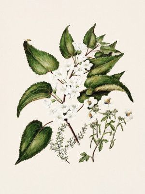 Hibiscus Trianium  By Sarah Featon (1848–1927