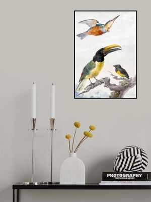 Three Birds  a Kingfisher, a Prince Von Wied's Toucan and an Sparrow