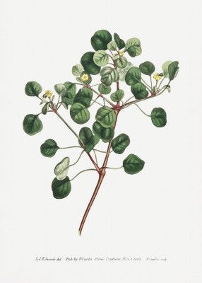 Euphorbia Petiolaris 1805   Flower Garden Displayed By Francis Sansom
