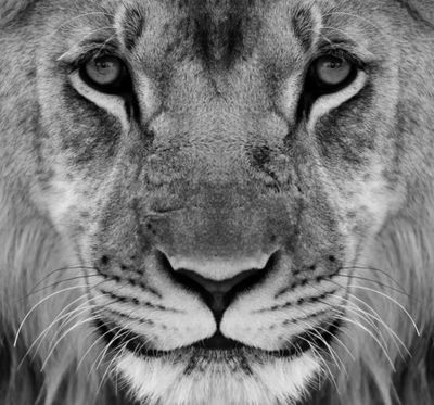 My, What big Thighs You Have !