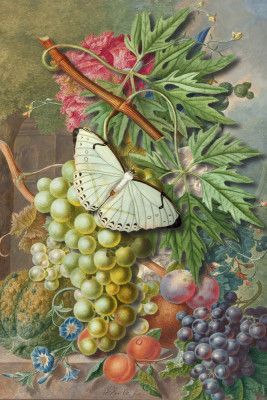 All Flowers, Fruits and Butterfly