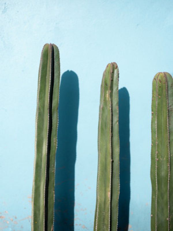 Cacti on Light Blue | Oaxaca Mexico