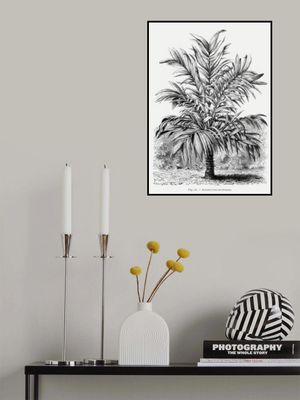 Vintage Palm Tree Drawing Ix