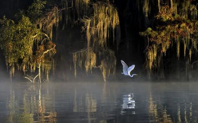 Egret