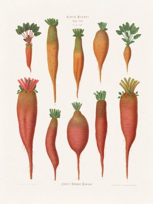 Mangold Wurzels From Album Benary (1876 1886) By Ernst Benary