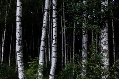 Birch Trees Dark 1