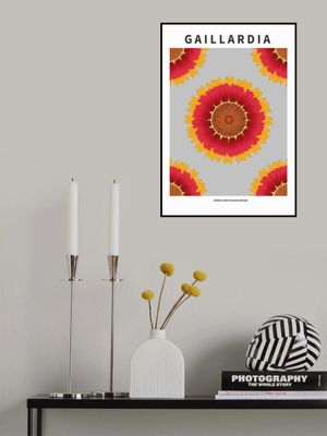 Gaillardia - National flower of Belgium