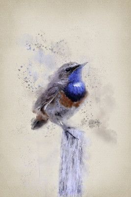 The Blue Throat Bird