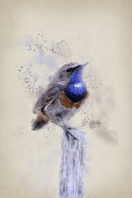The Blue Throat Bird