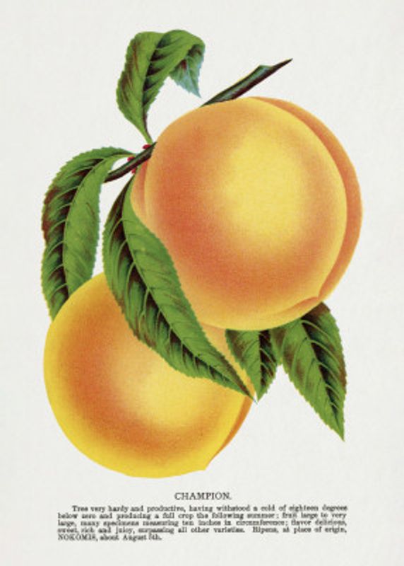 Champion Plum Lithograph