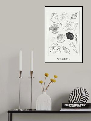 Seashellsno02