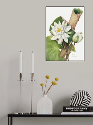 American Waterlily (1920)