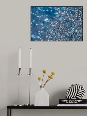 Die Invasion der Bergfinken