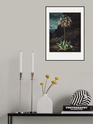 The American Cowslip from The Temple of Flora (1807)