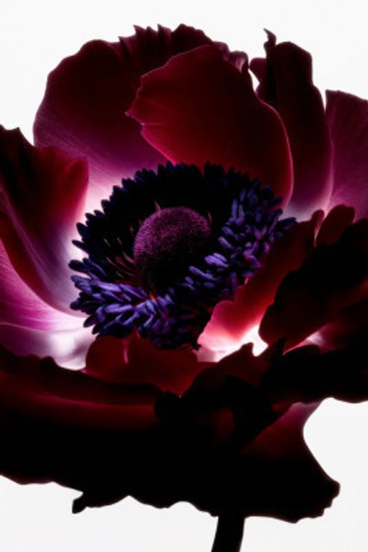 Lightfall Florals - Garnet Bloom