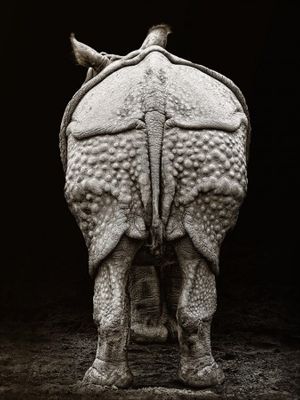 Rhino buttocks