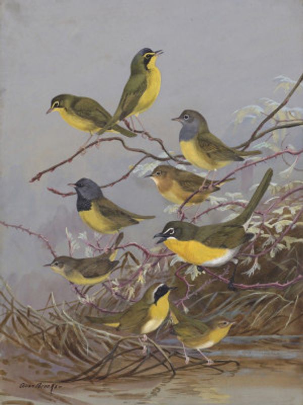 Warblers 003by Allan Brooks