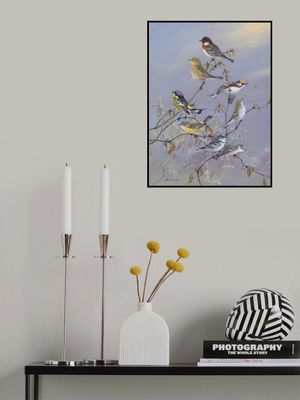 Warblers 001 By Allan Brooks