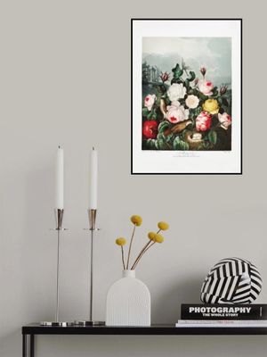 Roses from The Temple of Flora (1807)