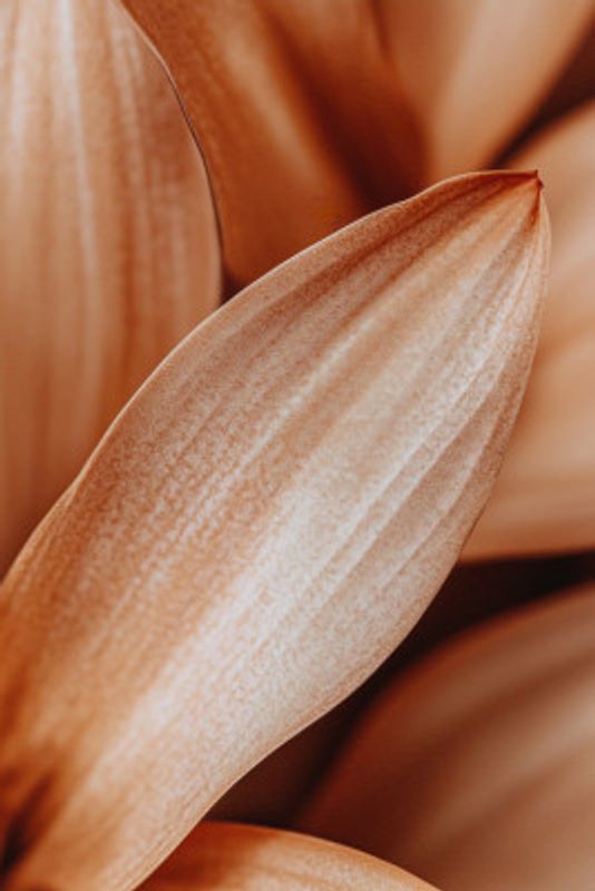 Amber Petal Elegance