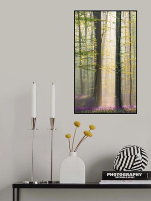 Misty sunrise in Hallerbos