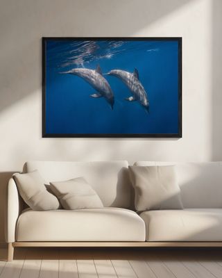Two bottlenose dolphins