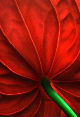 Anthurium flower