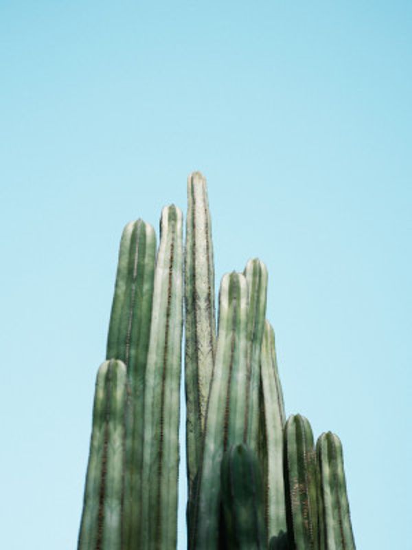 Cacti