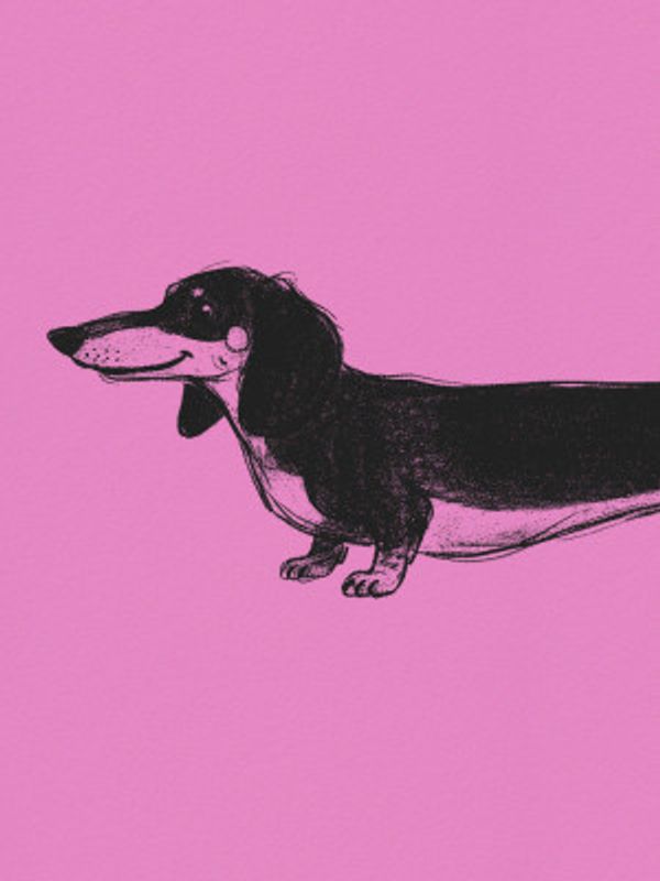 Dachshund 1 Green