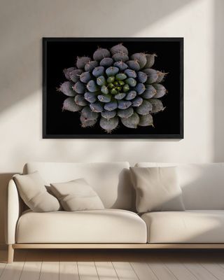 Echeveria setosa var. deminuta