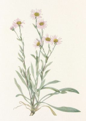 Pink Fleabane From North American Wildflowers (1925) By Mary Vaux Walcott