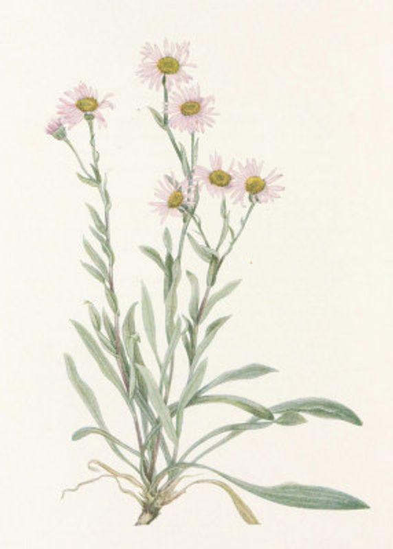 Pink Fleabane From North American Wildflowers (1925) By Mary Vaux Walcott