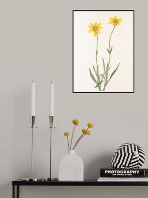 Woolly Arnica From North American Wildflowers (1925) By Mary Vaux Walcott