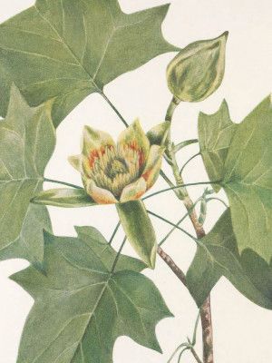 Tulip Tree From North American Wildflowers (1925) By Mary Vaux Walcott.