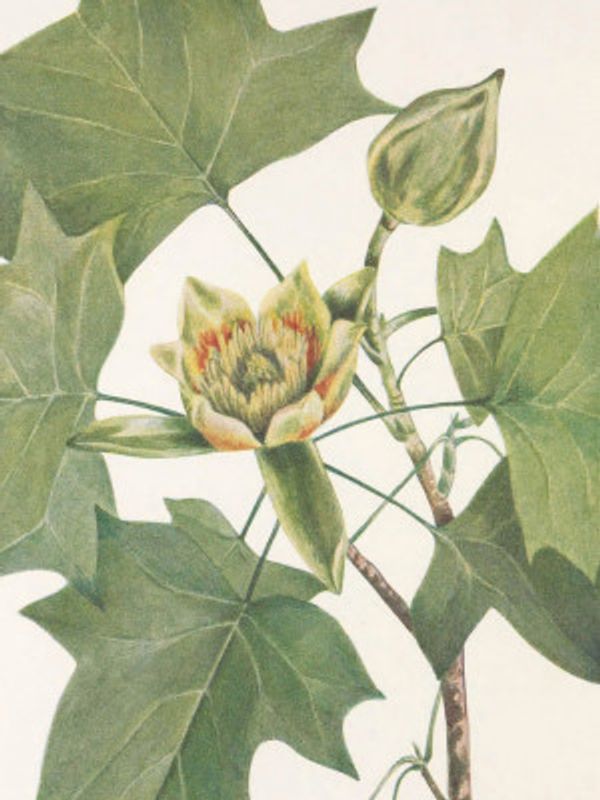 Tulip Tree From North American Wildflowers (1925) By Mary Vaux Walcott.