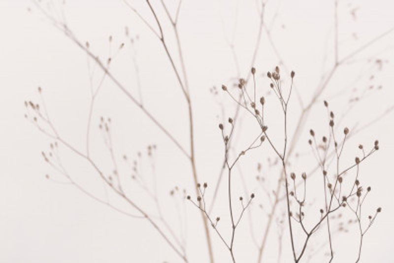 Wildflowers Natural Beige