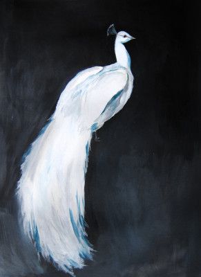 Whitepeacock2 Reverse