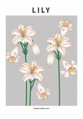 Lily - National flower of Italy