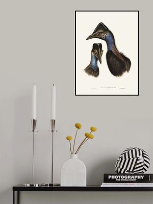 Bennett's Cassowary Blue