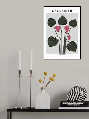 Cyklamen  - National flower of Cypres