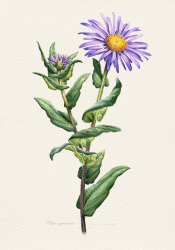 Aster Pyrenaeus