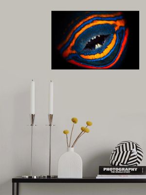 Orange-lined triggerfish